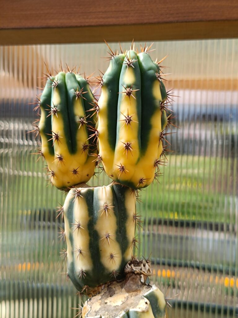 Her names Yvonne