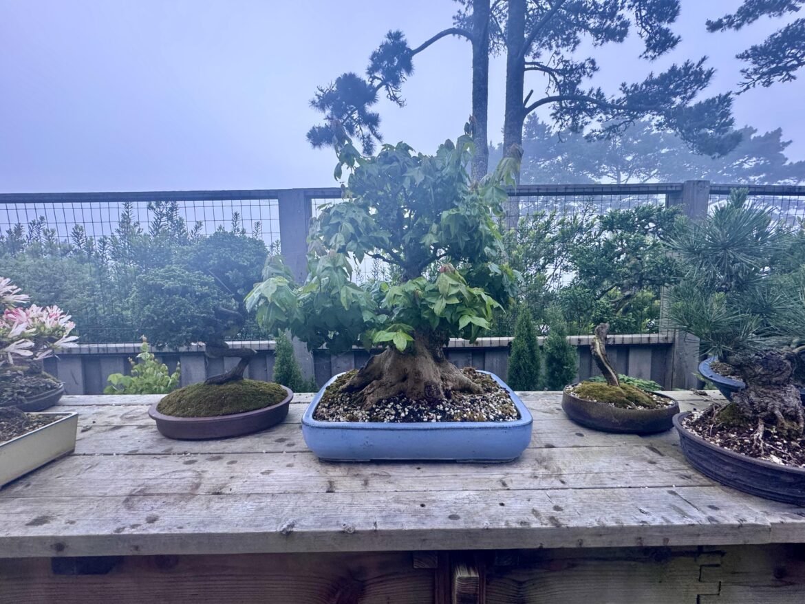 Does anyone have experience with…the fog? Does anyone have experience with…the fog?