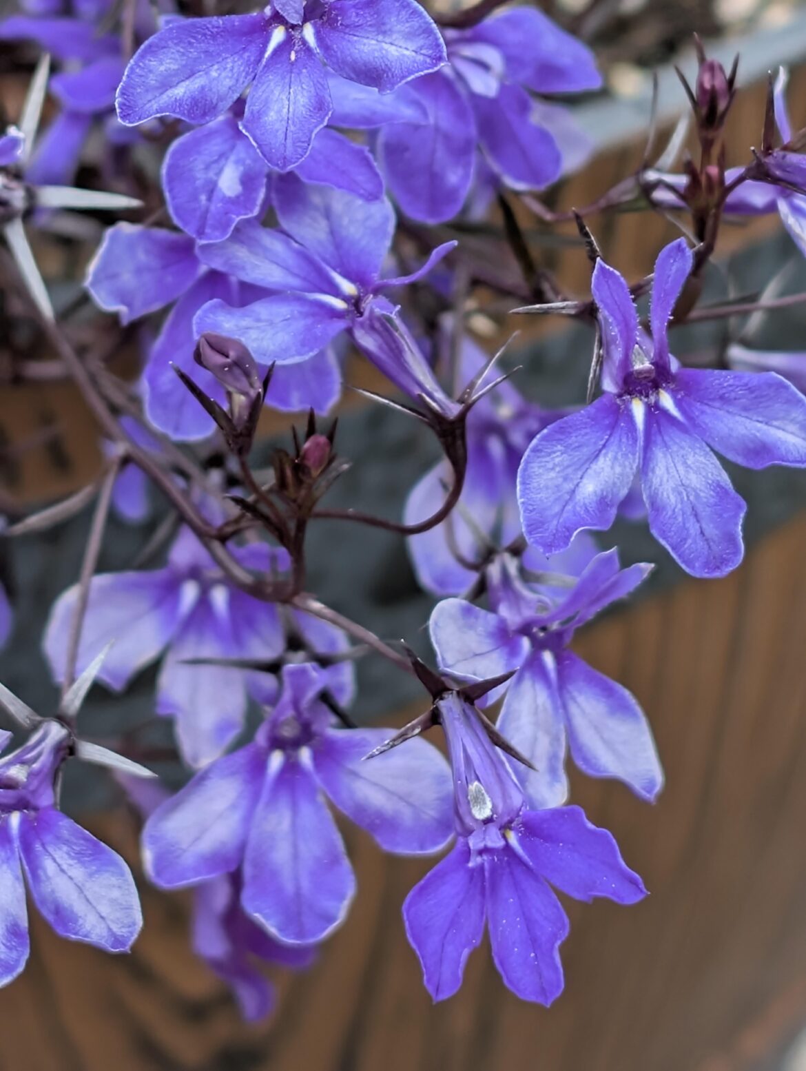 Lobelia