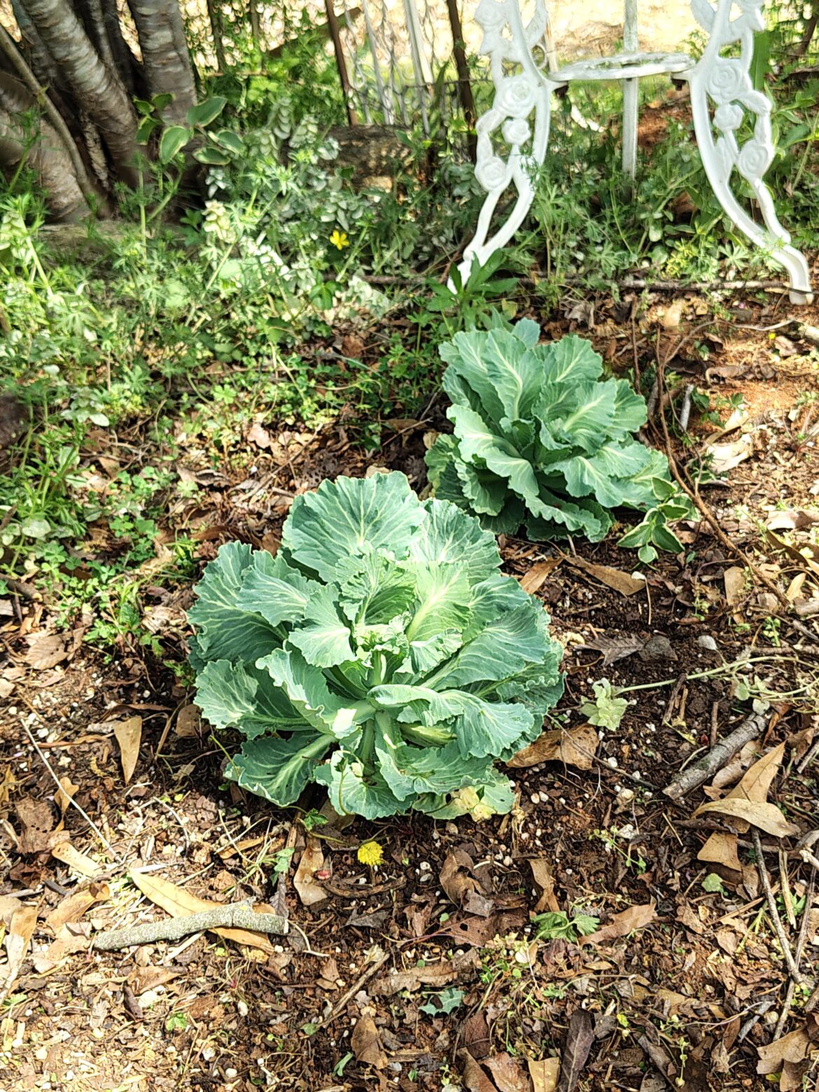 Last Spring’s Cabbage This Spring Last Spring's Cabbage This Spring
