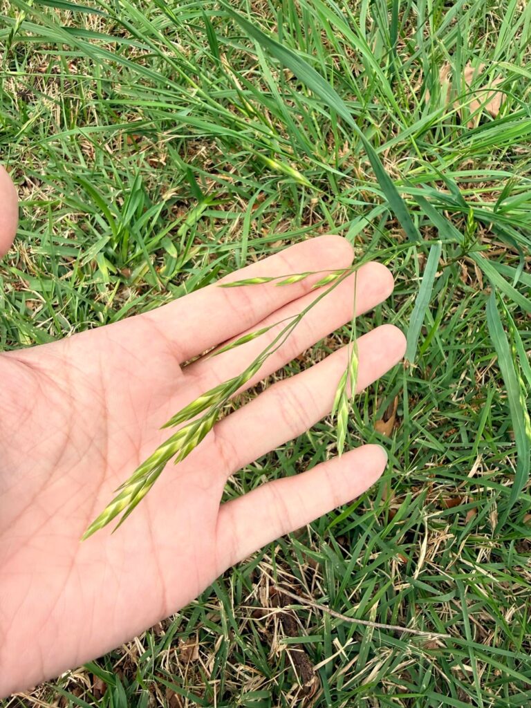 Are these St. Augustine grass?