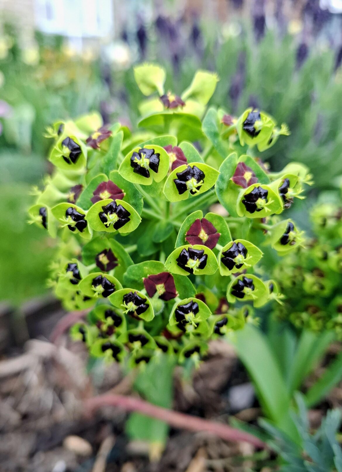 Euphorbia Characias 'Black Pearl' [OC]