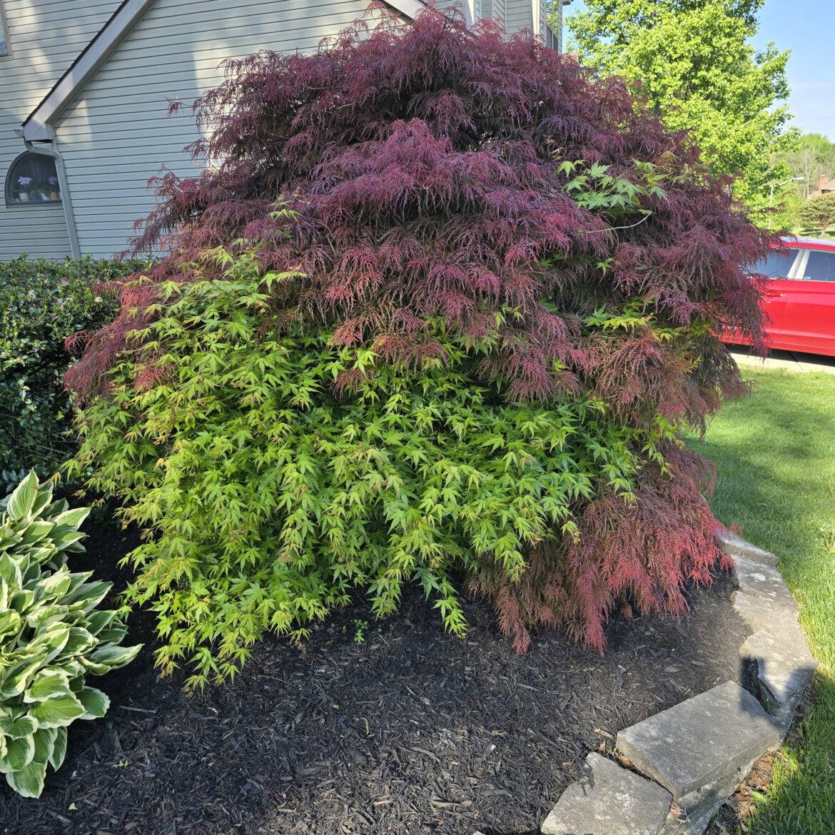 Japanese Maple (?), is this normal?