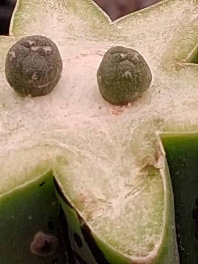 Double Lophaphora Williamsii Seedling Graft on ROSS G ..AND 3RD PUC IS JOURDANIA ON ROSS G