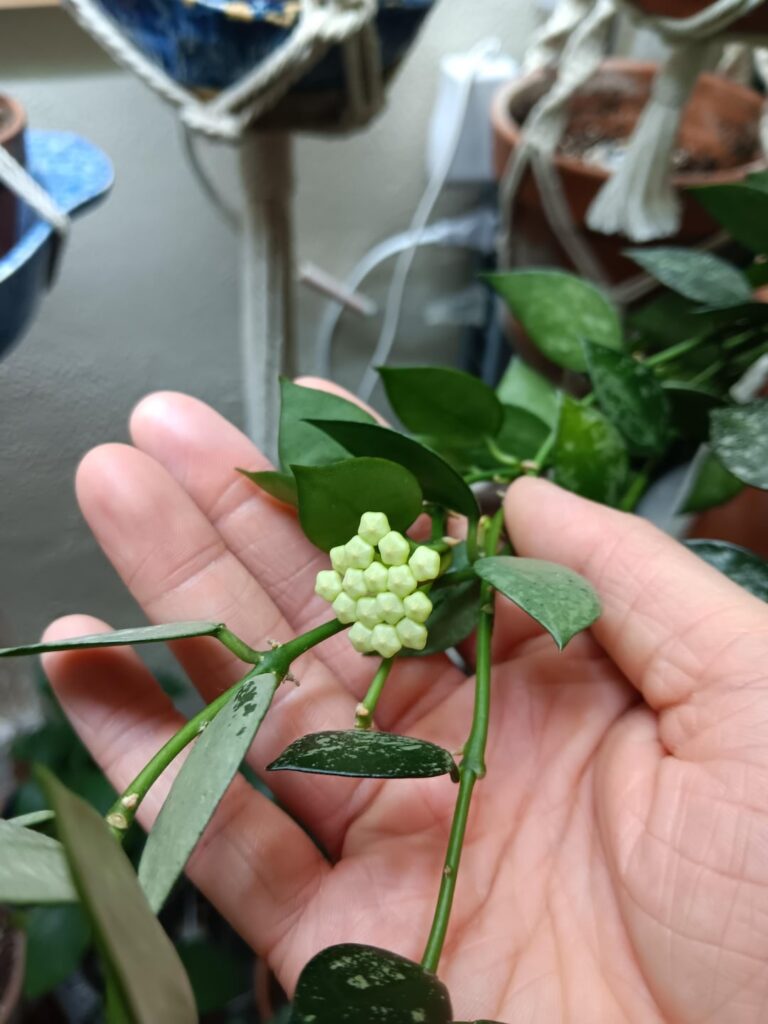 Am I going to miss these blooms? Am I going to miss these blooms?