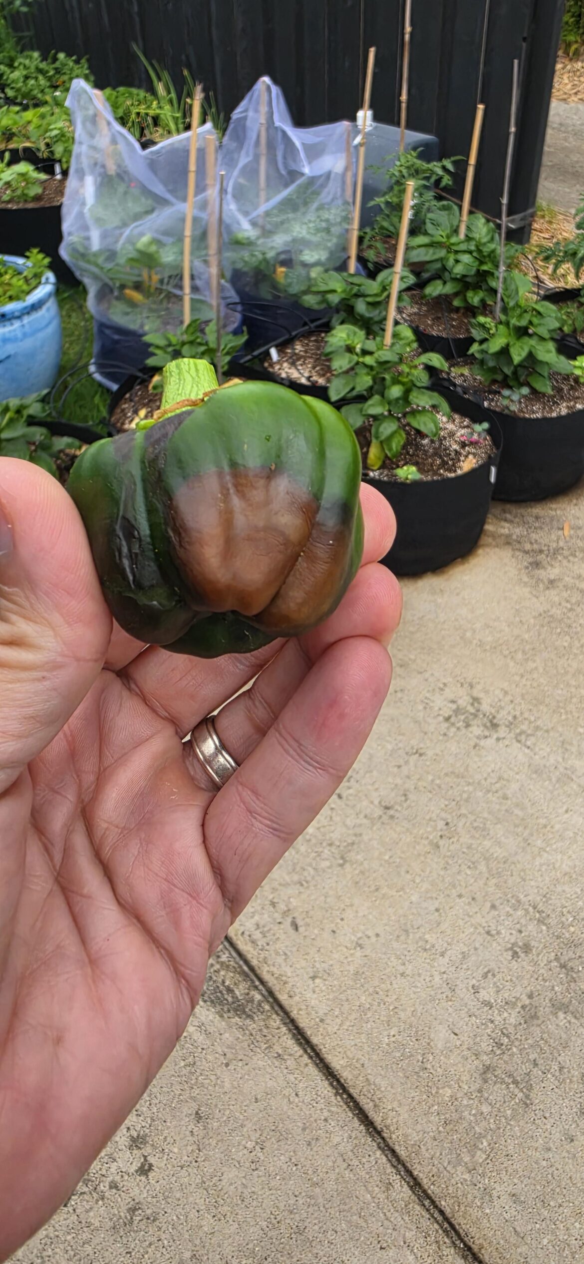 What's wrong with my Bell pepper?