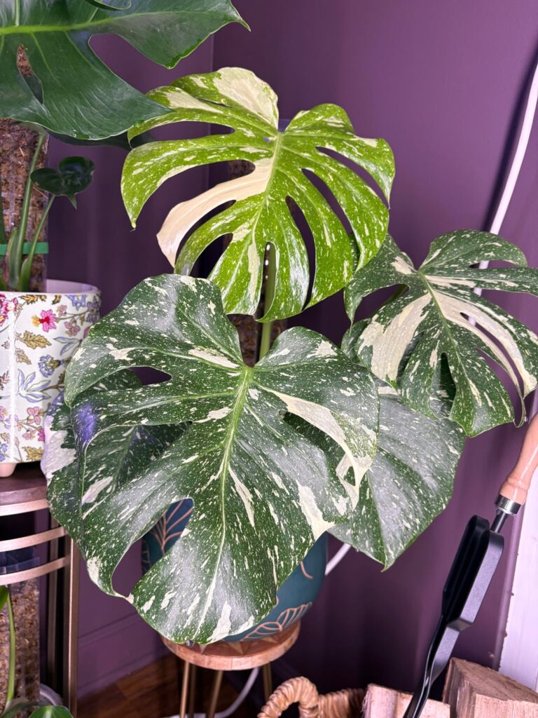 Monstera Thai Con progress :-)