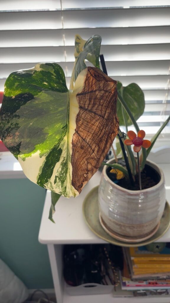 Can I propagate this monstera leaf?