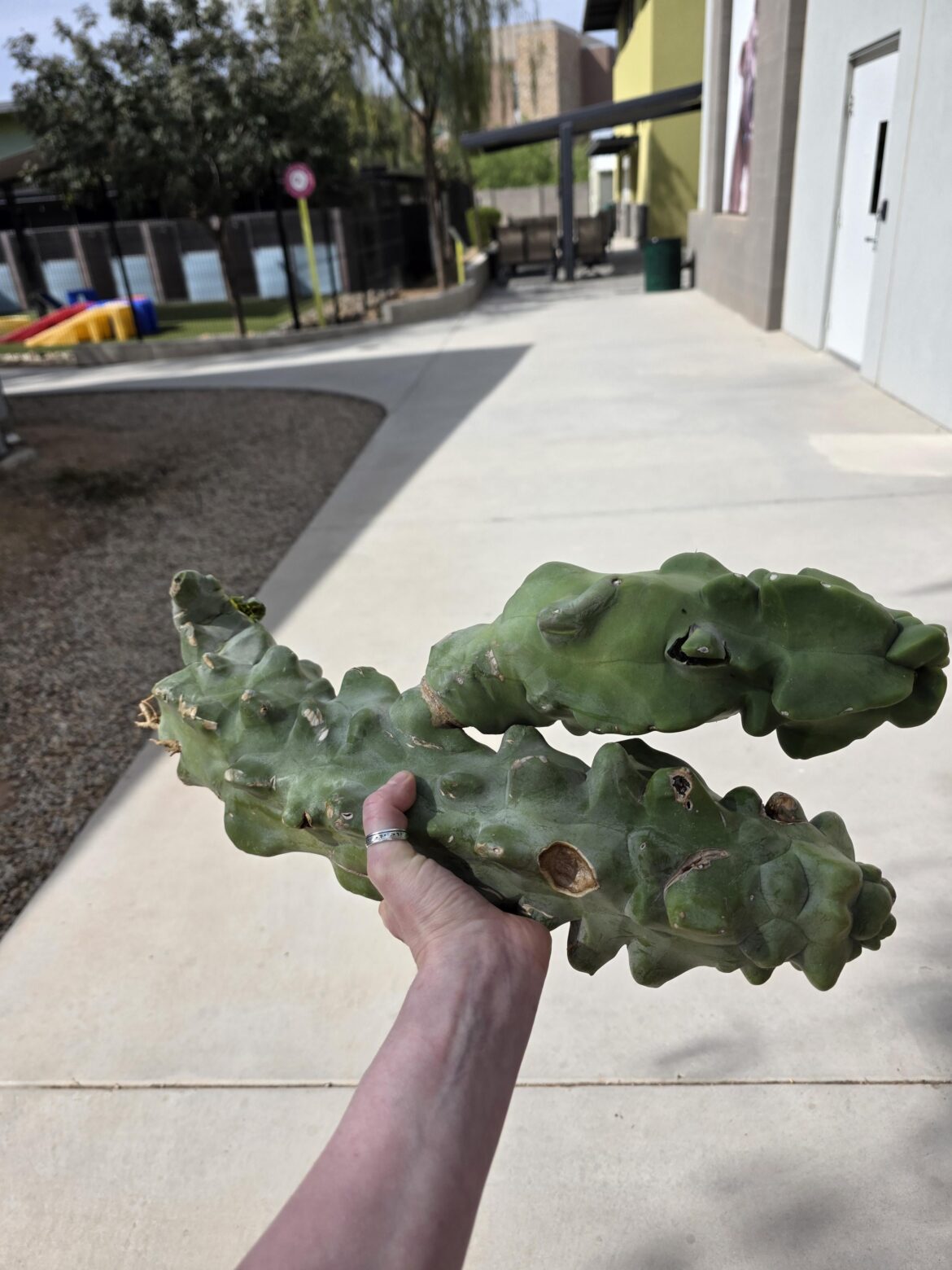 I get a prize whenever dogs at work knock arms off the cacti