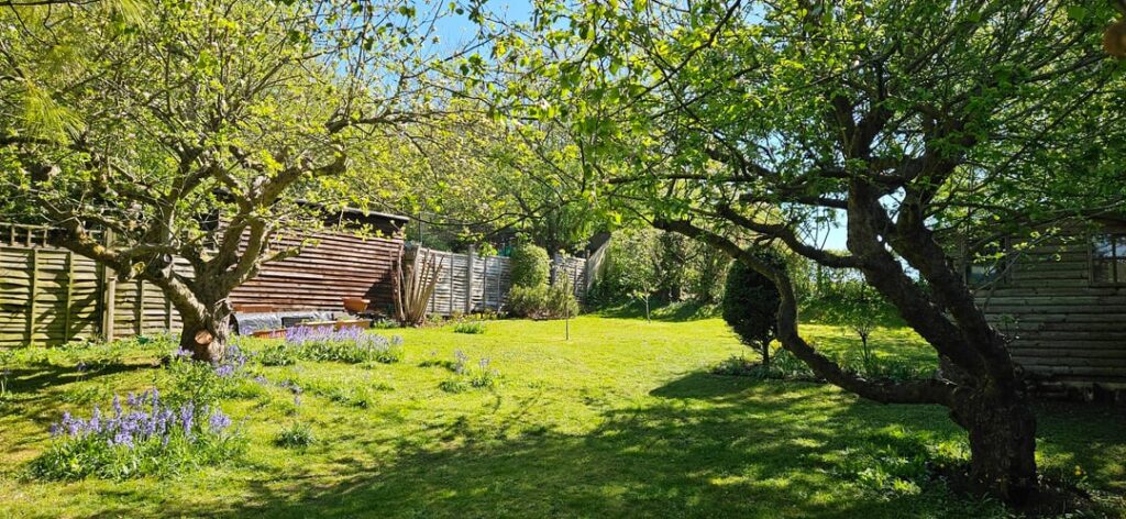 Hello again everyone, Englishman with the 100-year-old apple trees here