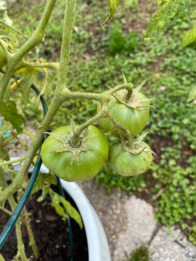 I’ve counted 10 growing so far