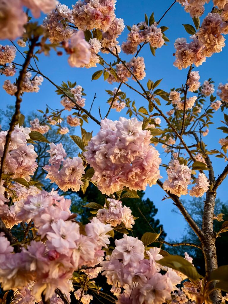 Love Blossom