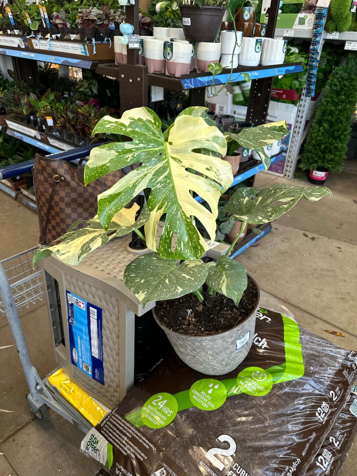 Thai Constellation at Lowe’s for $43.98… Worth it??