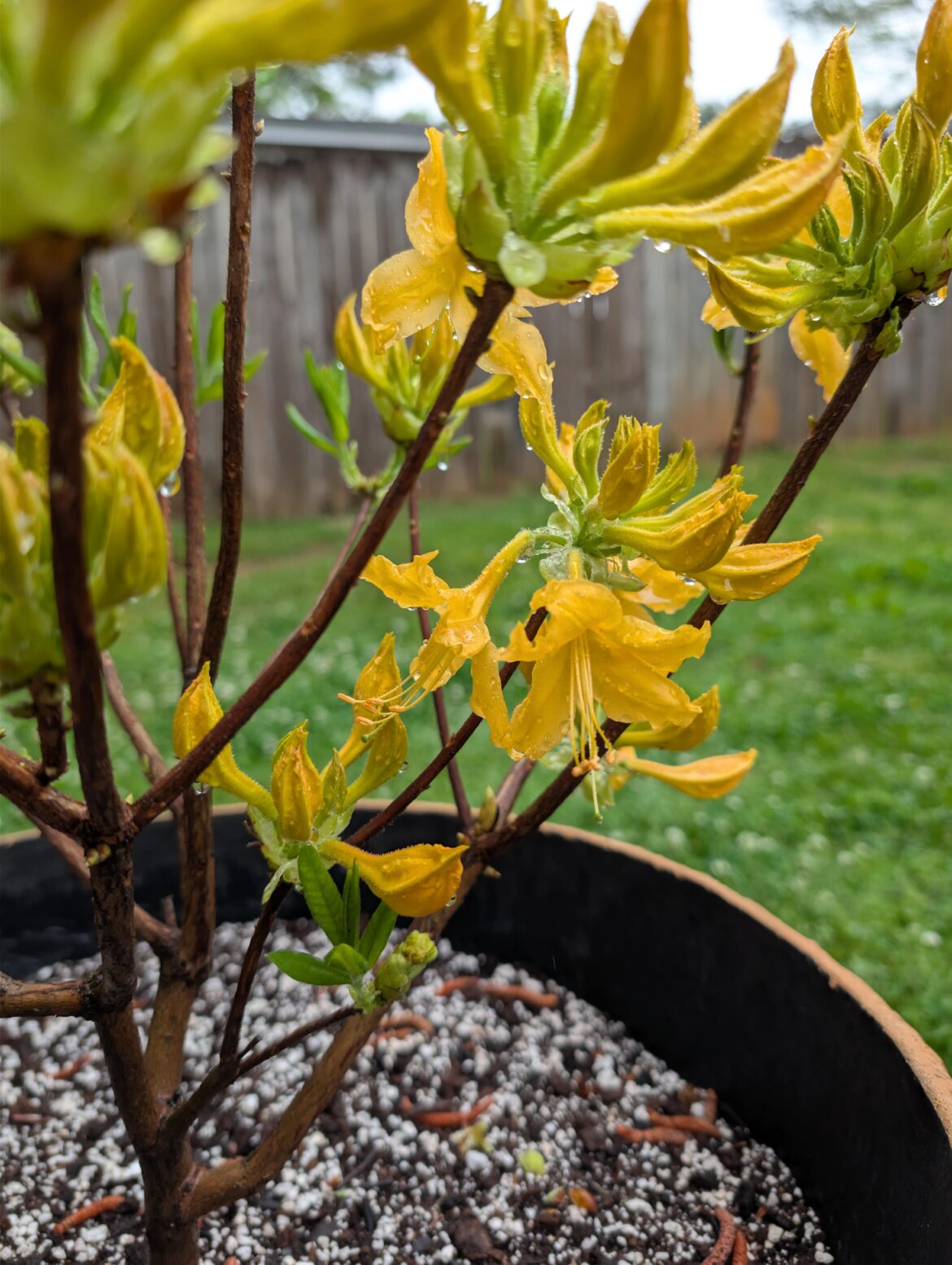 Native Azalea first bloom!