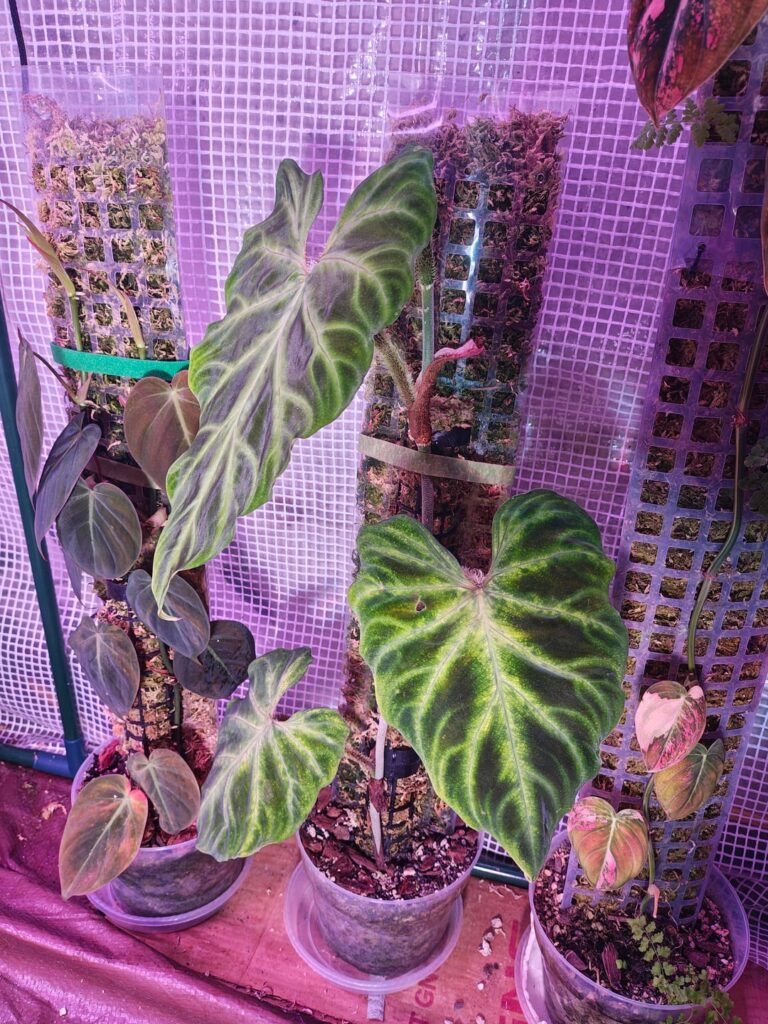Philodendron Verrucosum Help/Advice?