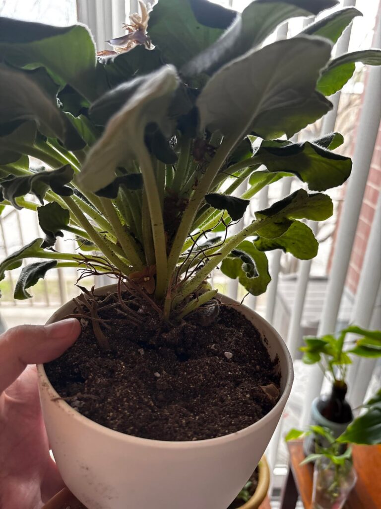 Should I repot?