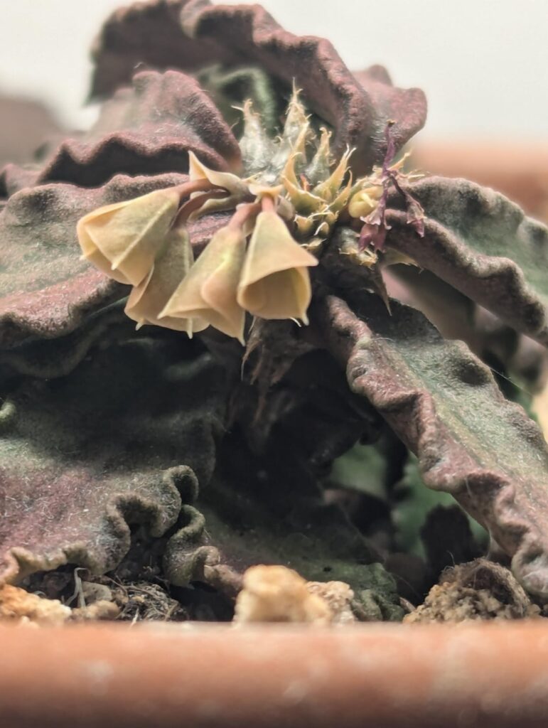 E. dacaryii