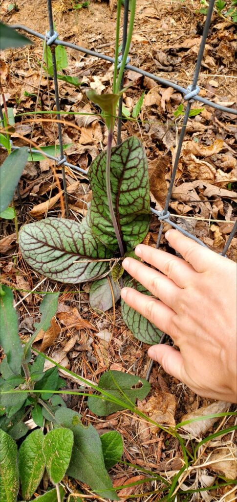 Rattlesnake weed (Hieracium venosum)