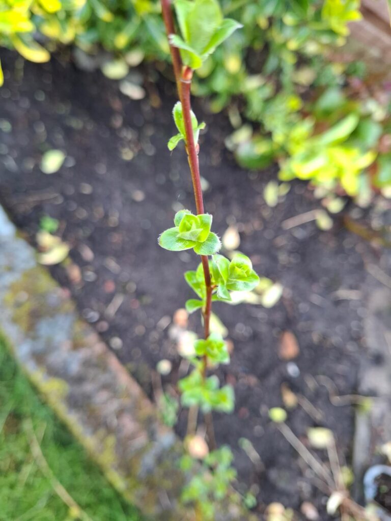 Unsure whether to dig up this plant or let it grow - is it a weed or something else?