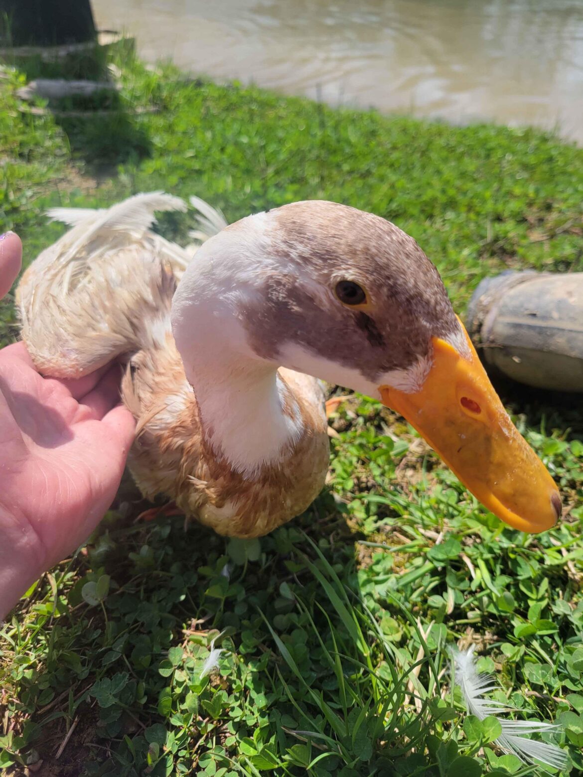 DVD (Dick Van Duck), one of our disabled ducks, preening after a swim in this nice weather!