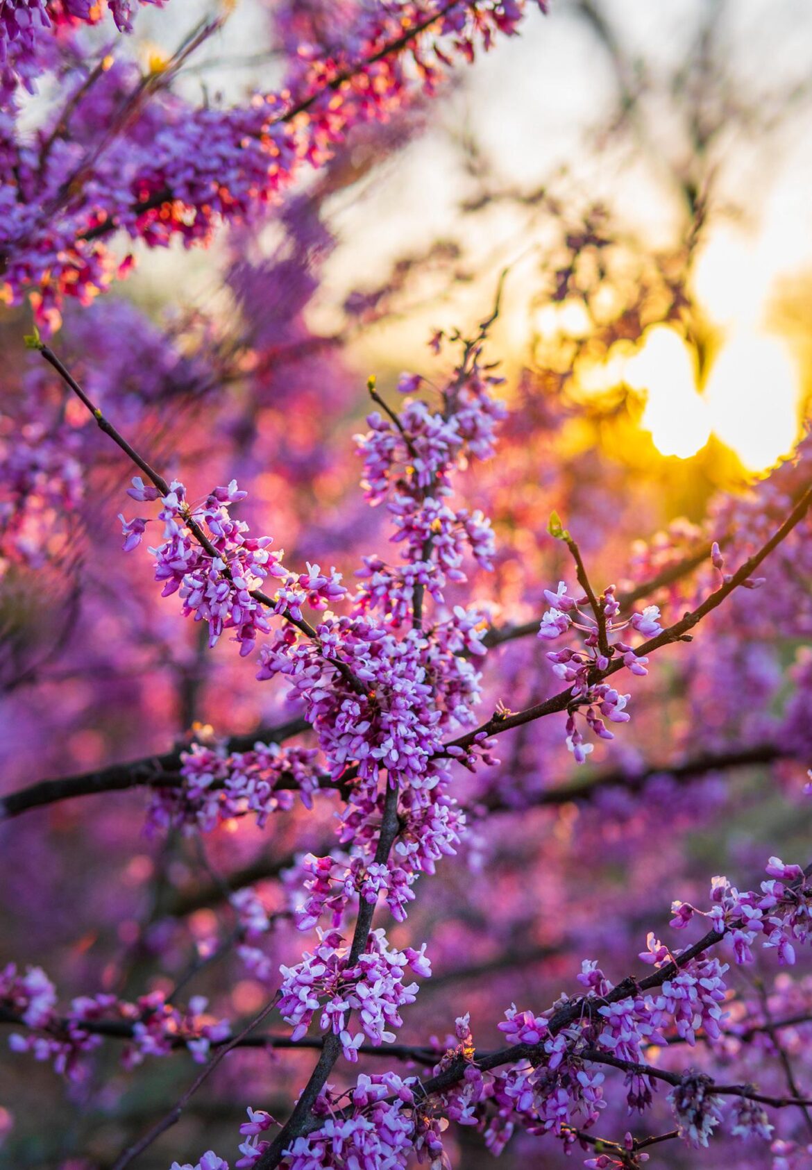 Eastern redbud tree blooms in Michigan