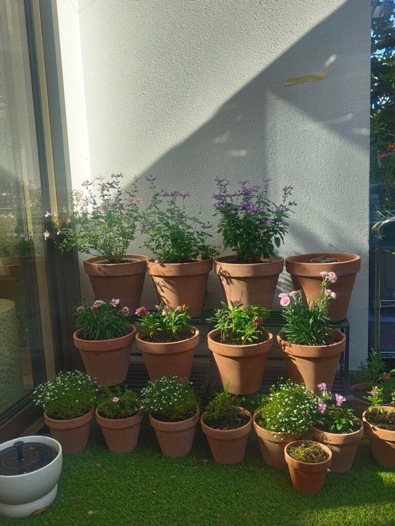 Recommendations for a full flowering winter flower stand Recommendations for a full flowering winter flower stand