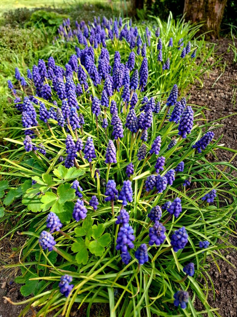 My sea of grape hyacinths 💙