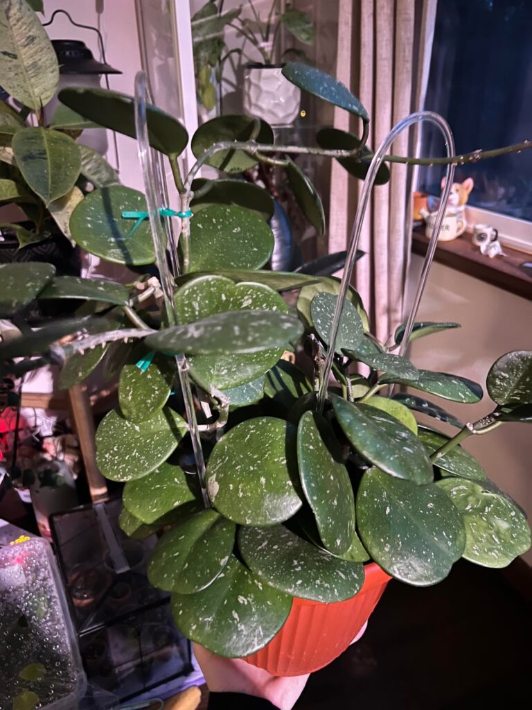 Will this bloom?