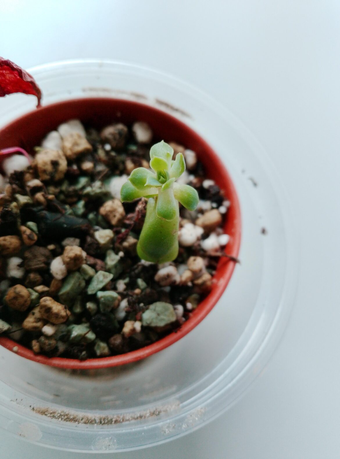 Tiniest mini rosette