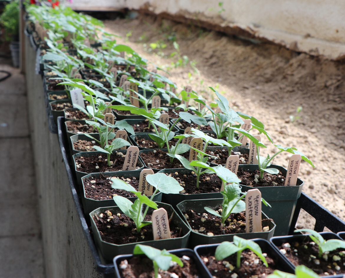 Tips for Starting Your Garden Indoors – KCSR / KBPY Tips for Starting Your Garden Indoors – KCSR / KBPY