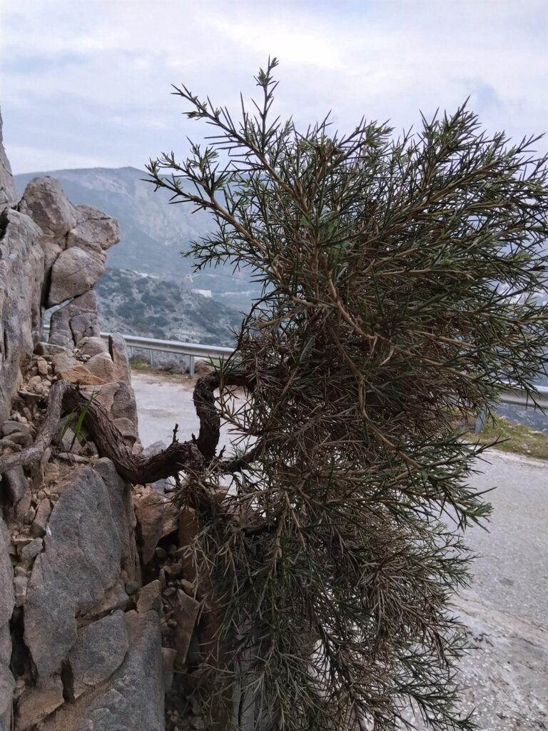 Interesting Bonsai Yamadori material