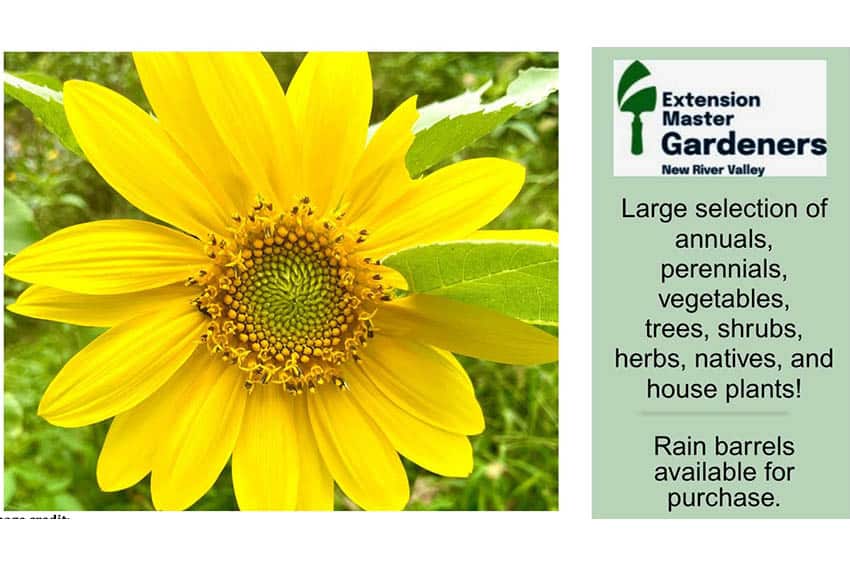 5/9: Master Gardener Plant Sale 5/9: Master Gardener Plant Sale