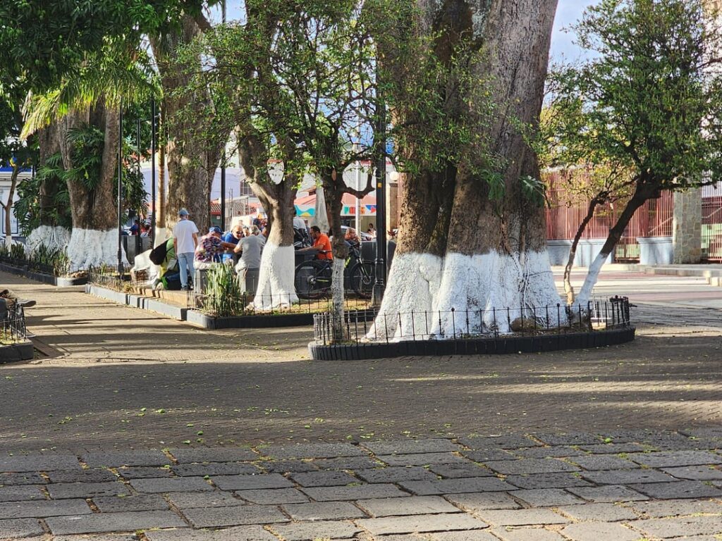 Why paint the base of these trees white?