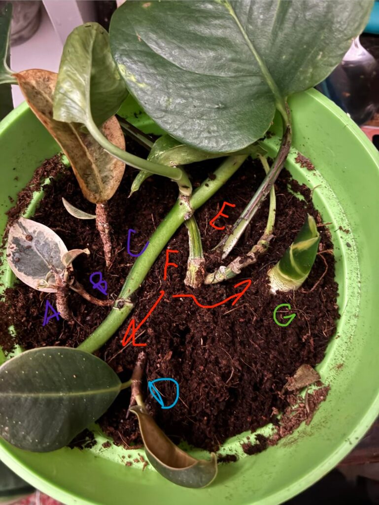 Is still a good haul or just pretty things? Can u just stick them all in dirt?