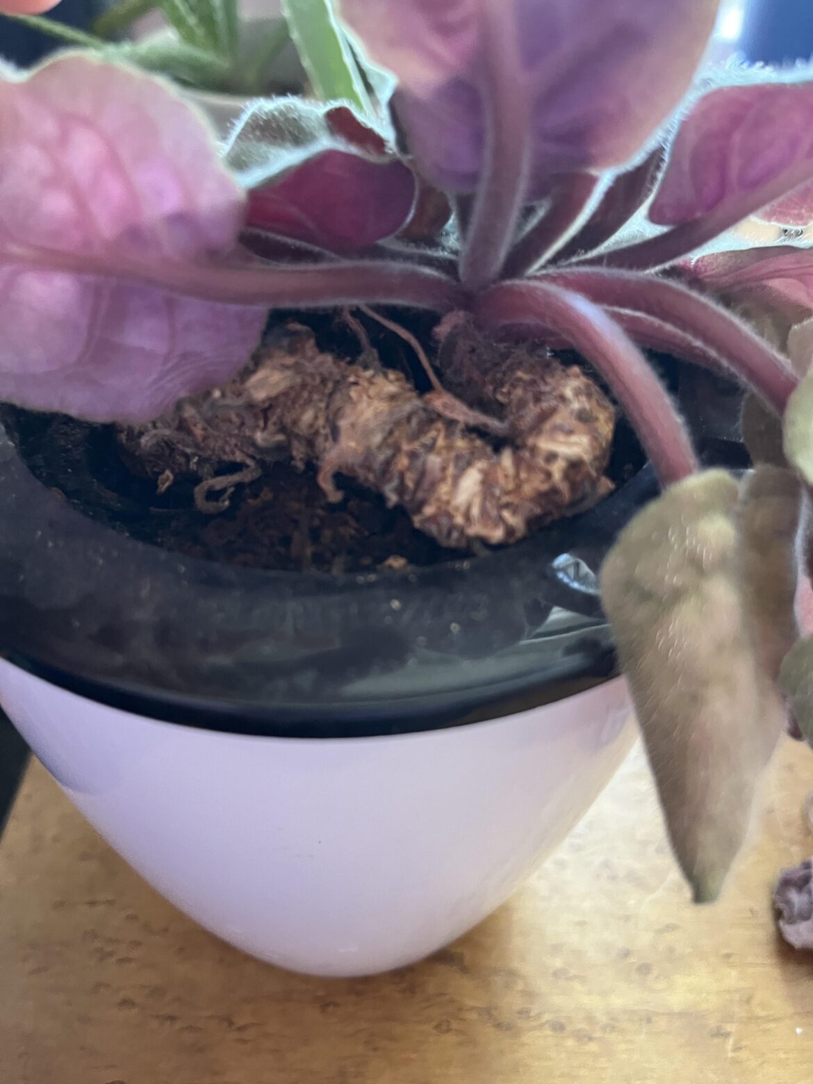 Please advise how to help this plant Please advise how to help this plant