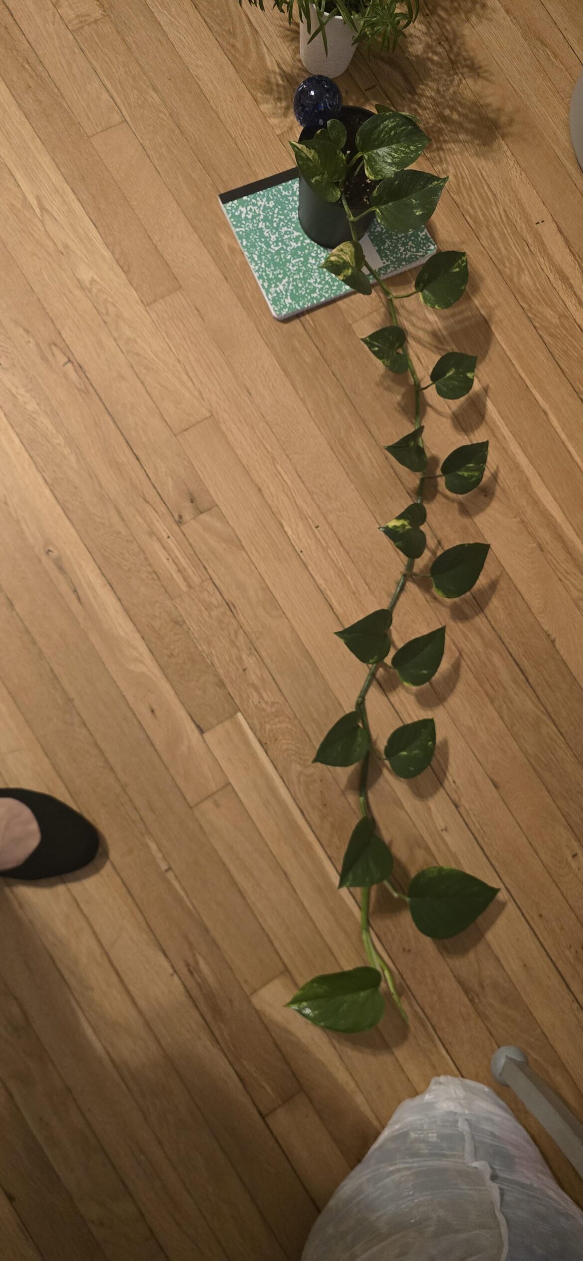 Help reppotting advice please?