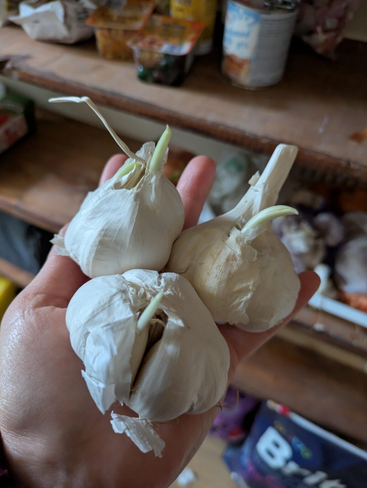 Should I peel garlic before planting it? Further questions below. Should I peel garlic before planting it? Further questions below.