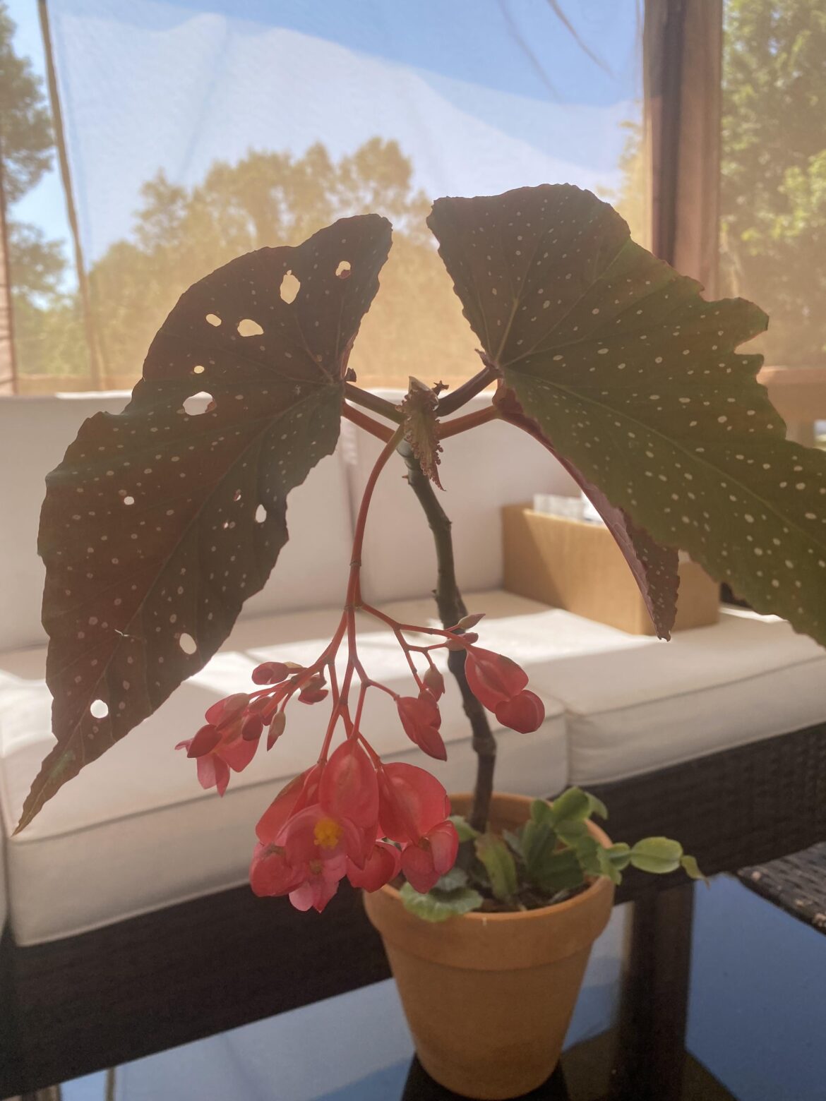 Please Help I.D. This Plant