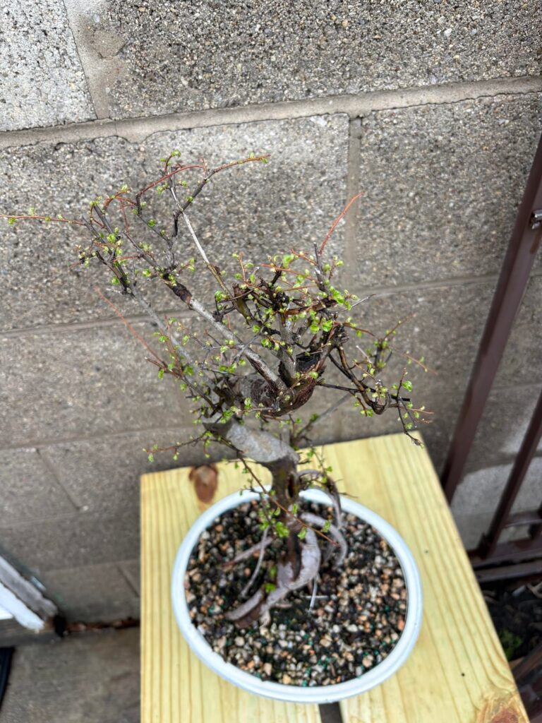 First time seeing buds on my Elm!