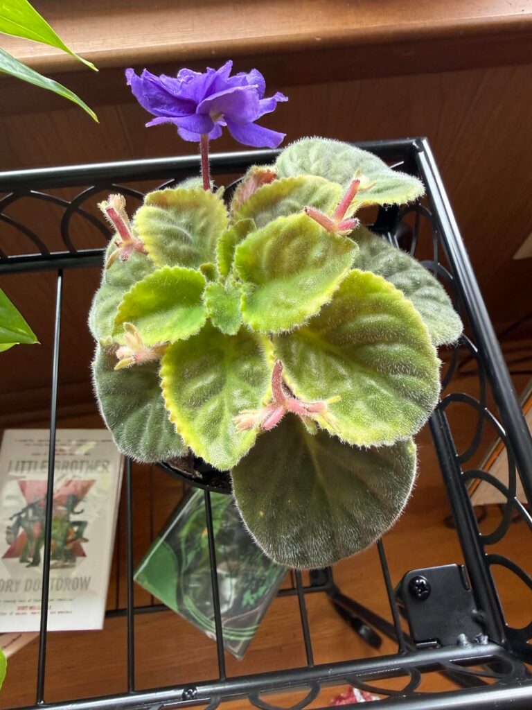 New growth is more yellow color New growth is more yellow color