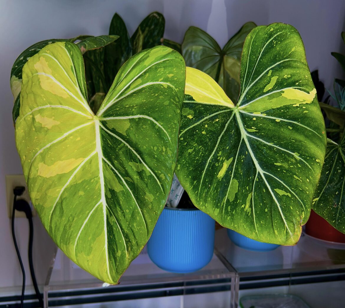 Philodendron Gloriosum Type 2