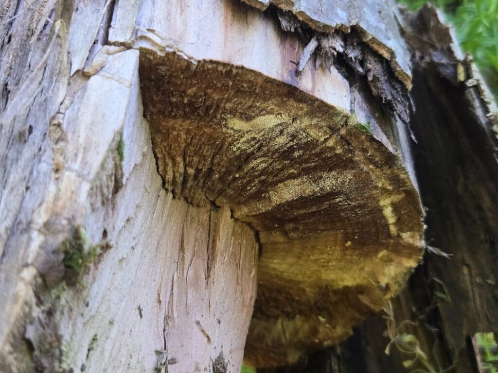 Was this tree limb cut?