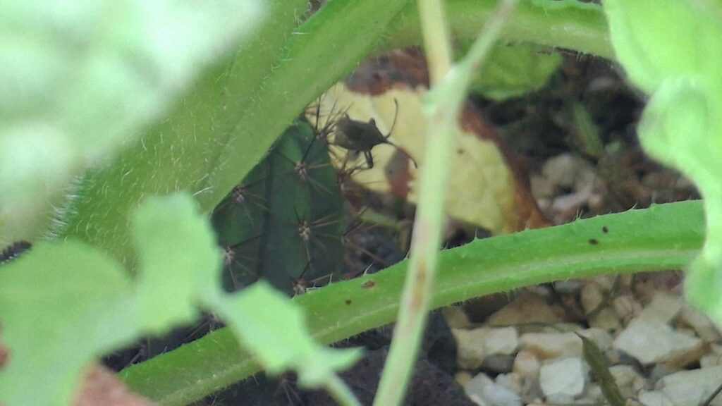 This lil dooder chilling on Pedro under the foilage 🤓