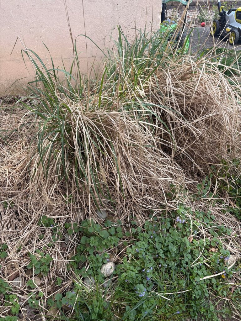What is this bush (I hate it) What is this bush (I hate it)