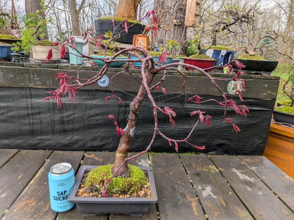 Emperor I [Acer Palmatum]