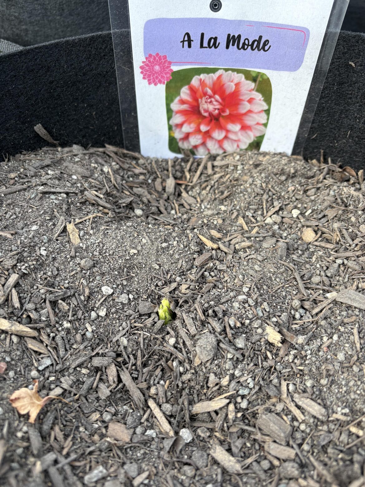 That “first sprout” feeling💫✨