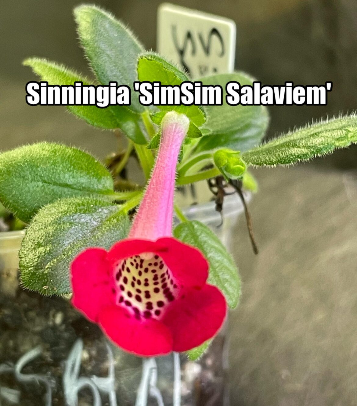 Sinningia ‘SimSim Salaviem’ Sinningia ‘SimSim Salaviem’