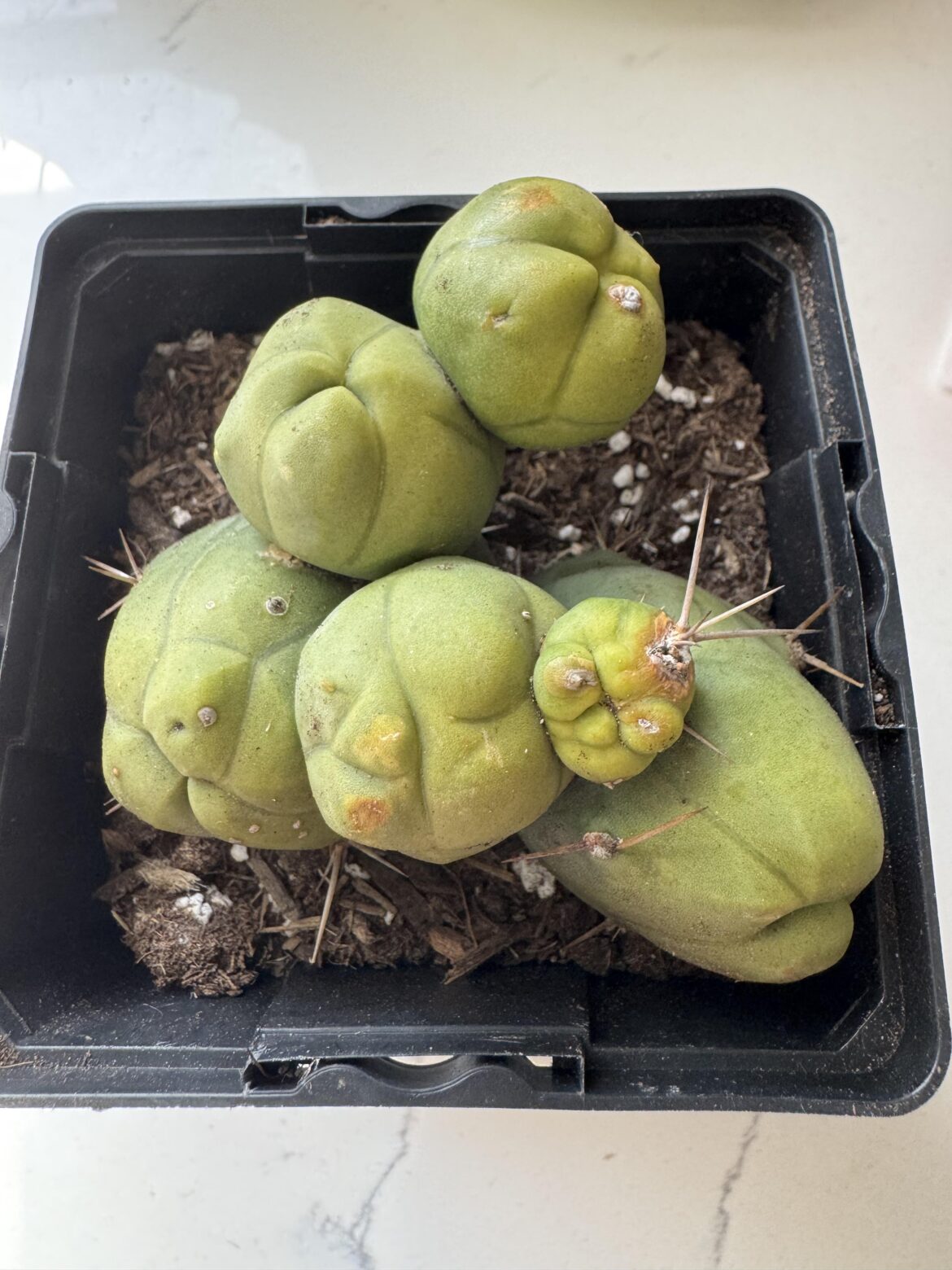 New stacking peen