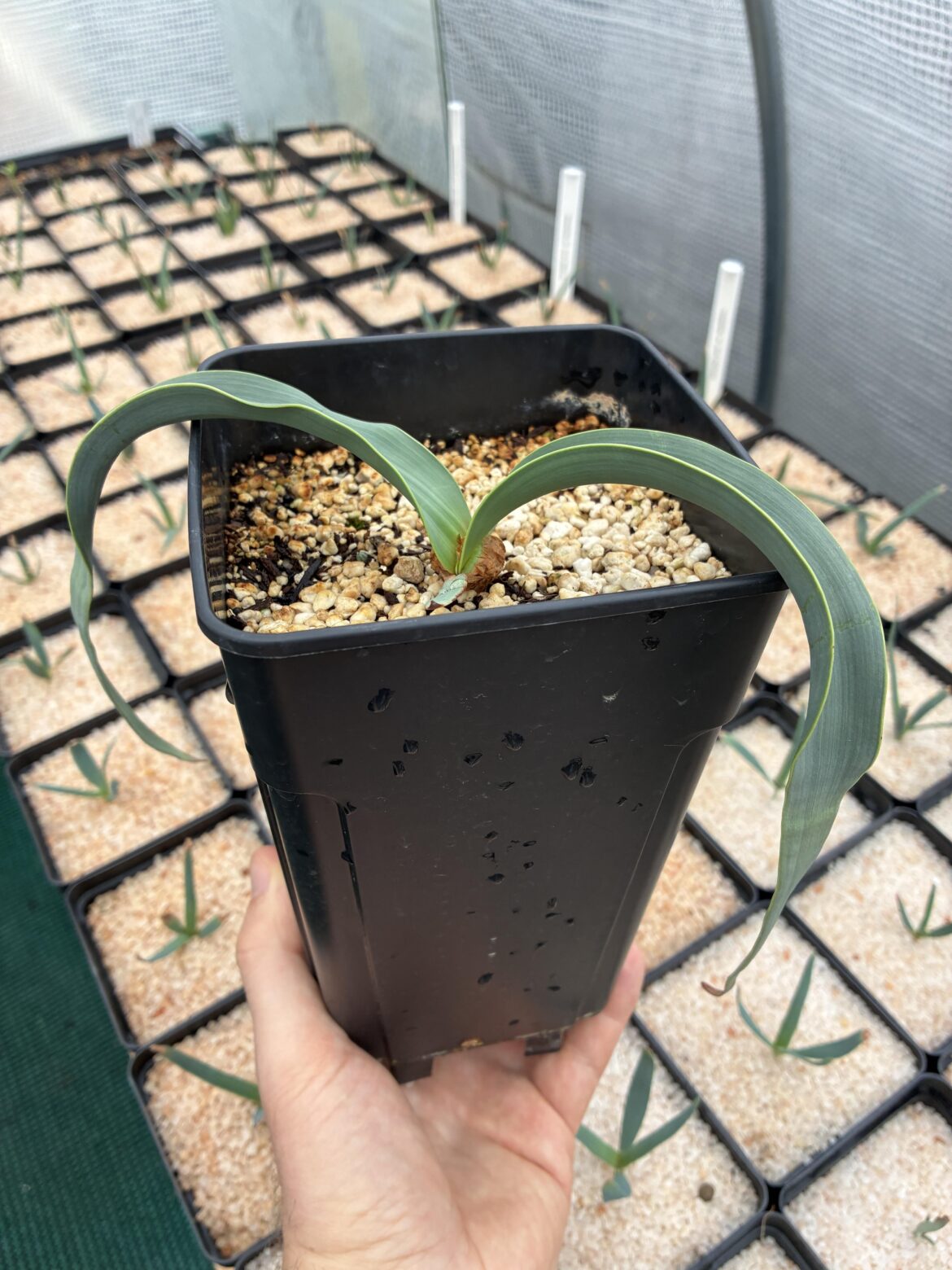 Welwitschia