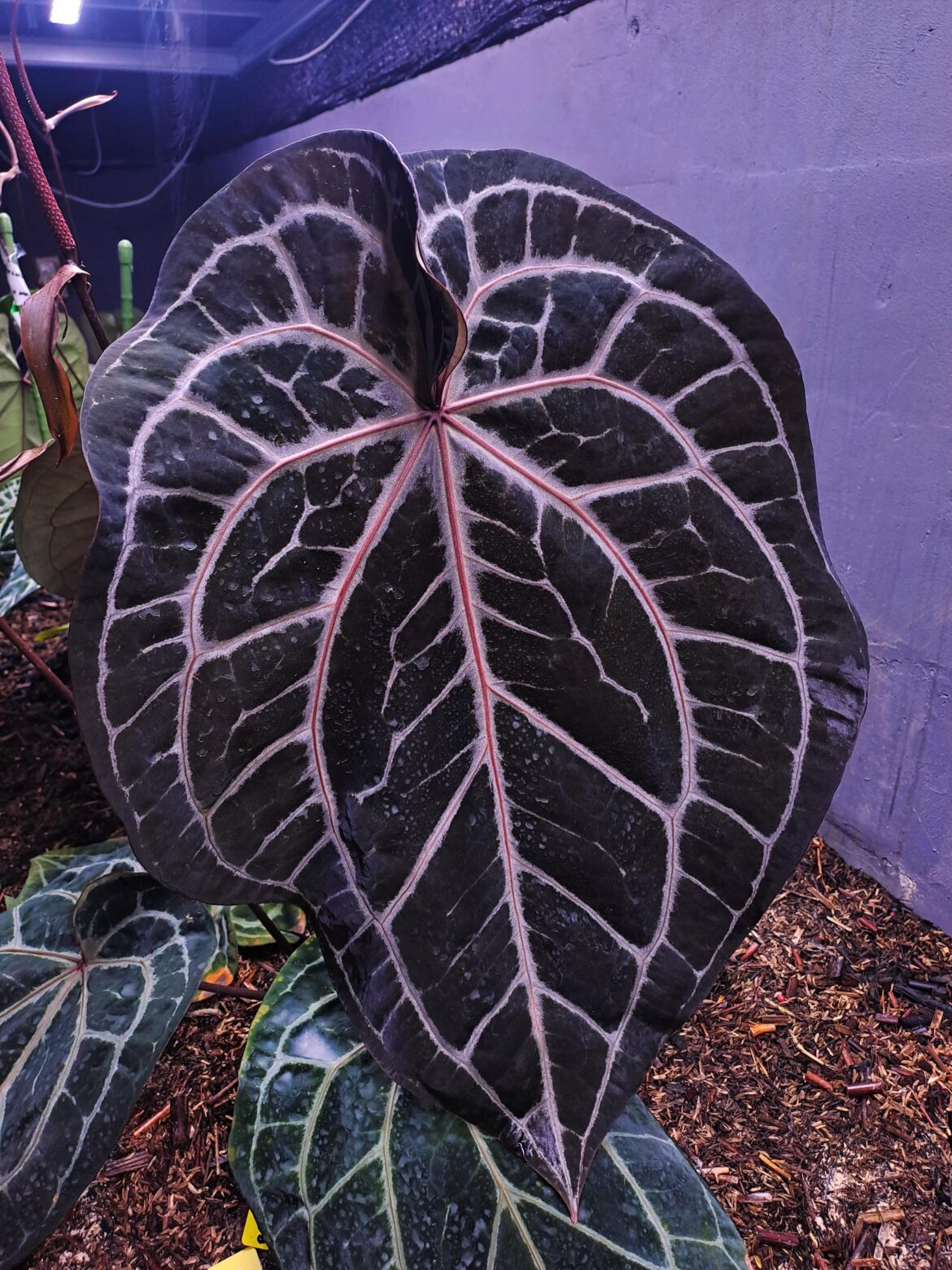 Red Crystallinum NSE